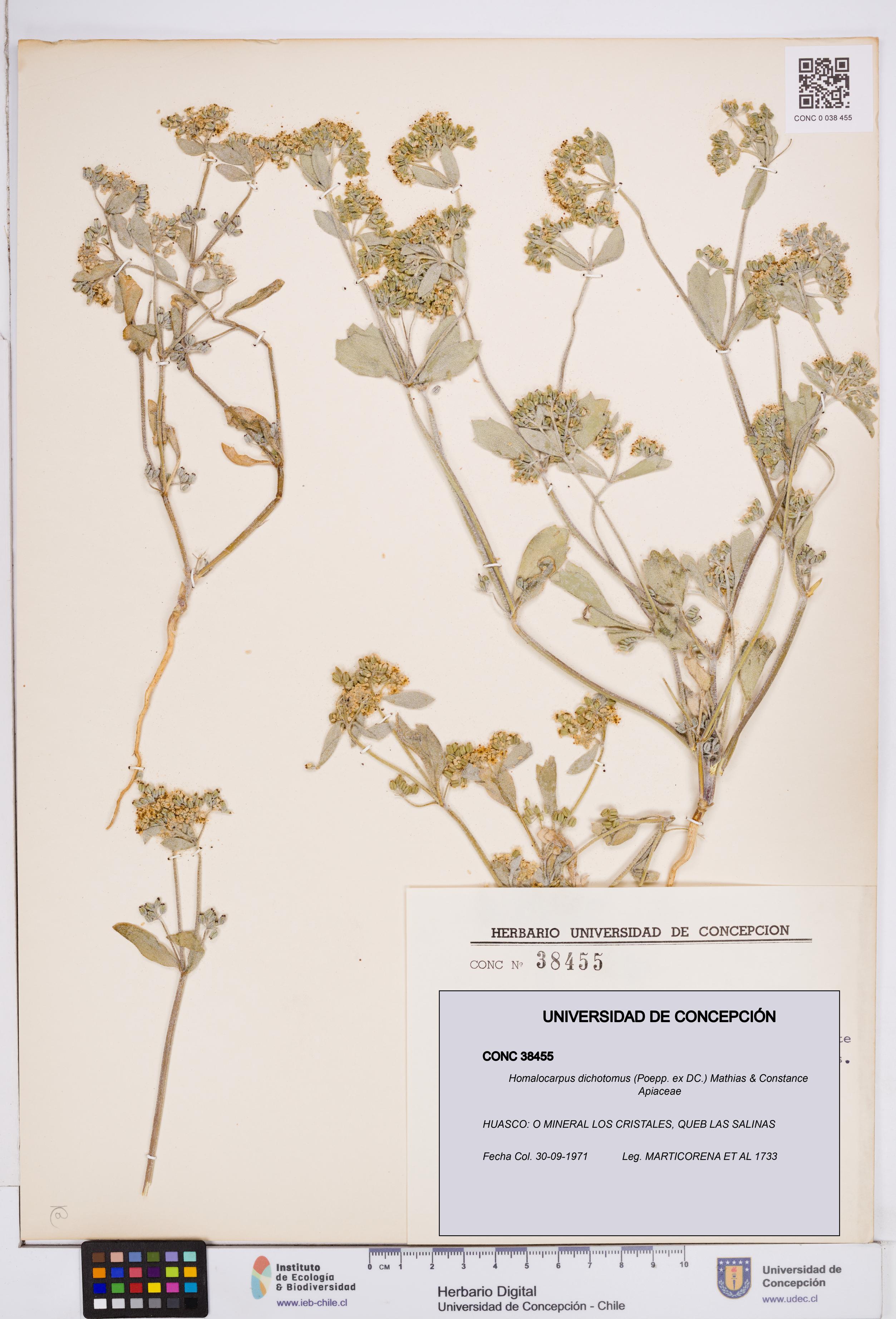 Homalocarpus dichotomus [Espécimen: ]