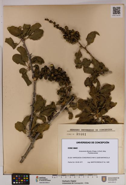 Anisomeria littoralis [Espécimen: UDEC:CONC:0038461]