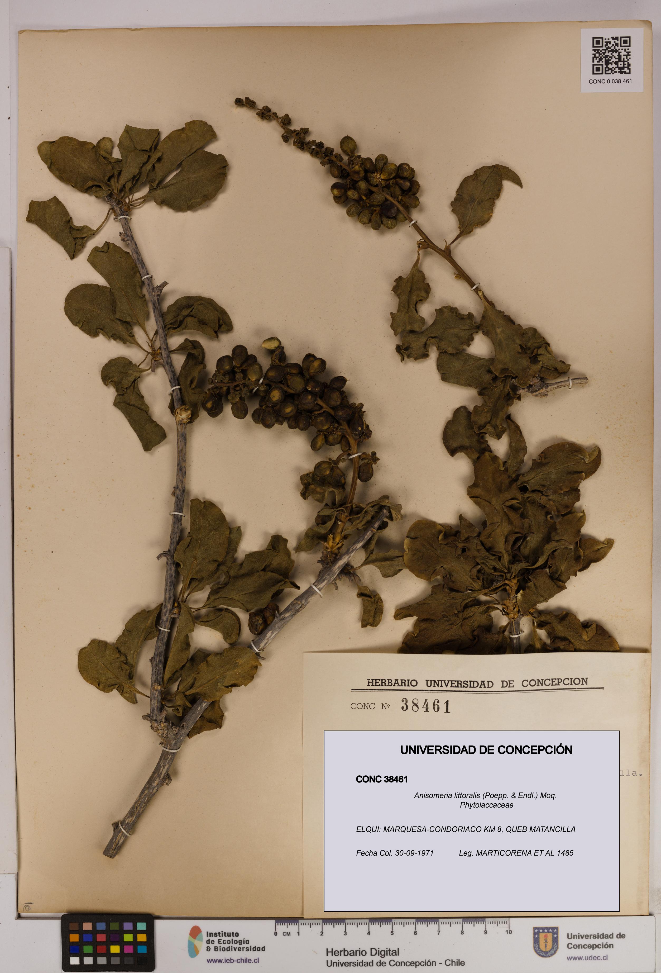 Anisomeria littoralis [Espécimen: UDEC:CONC:0038461]
