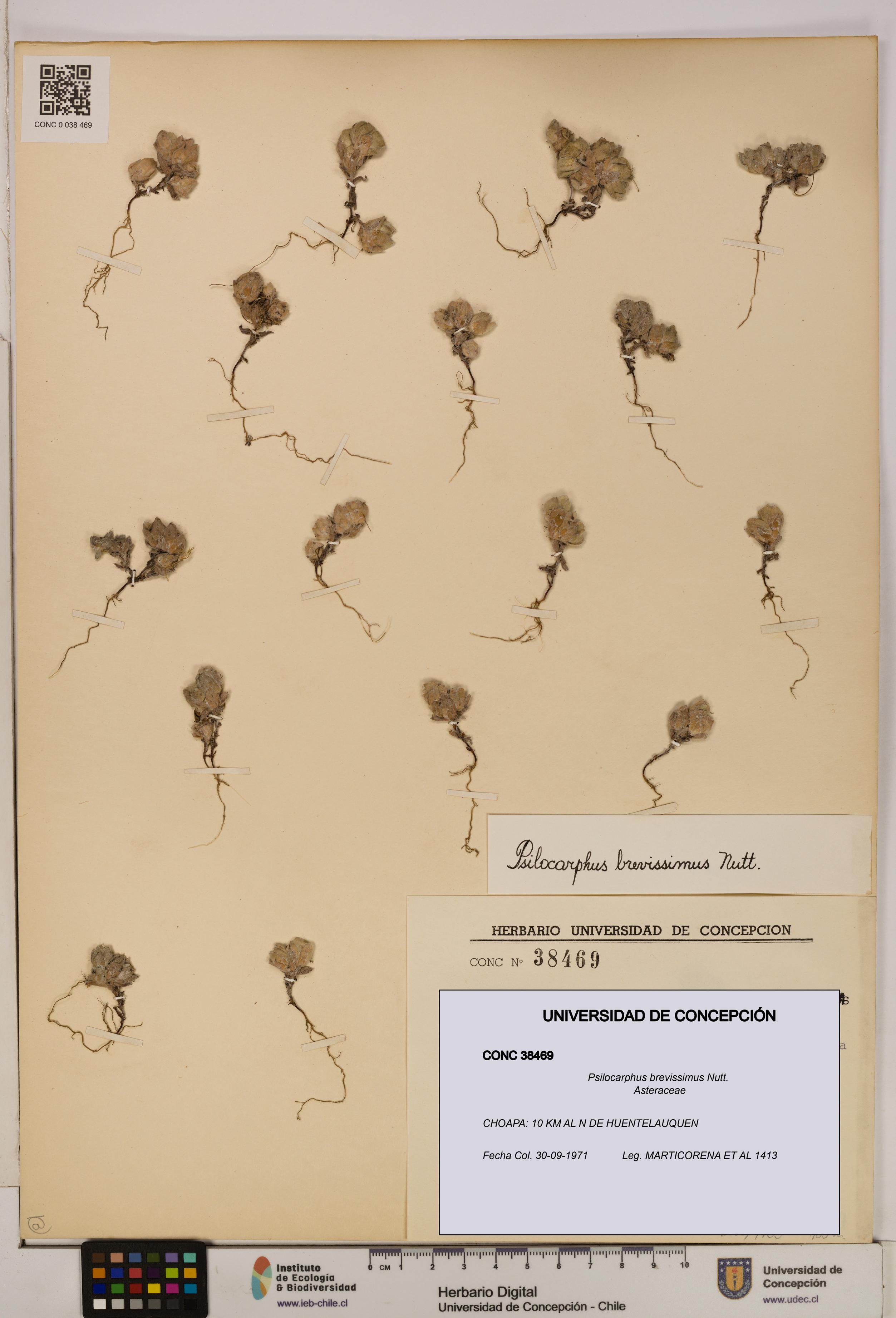 Psilocarphus brevissimus [Espécimen: ]