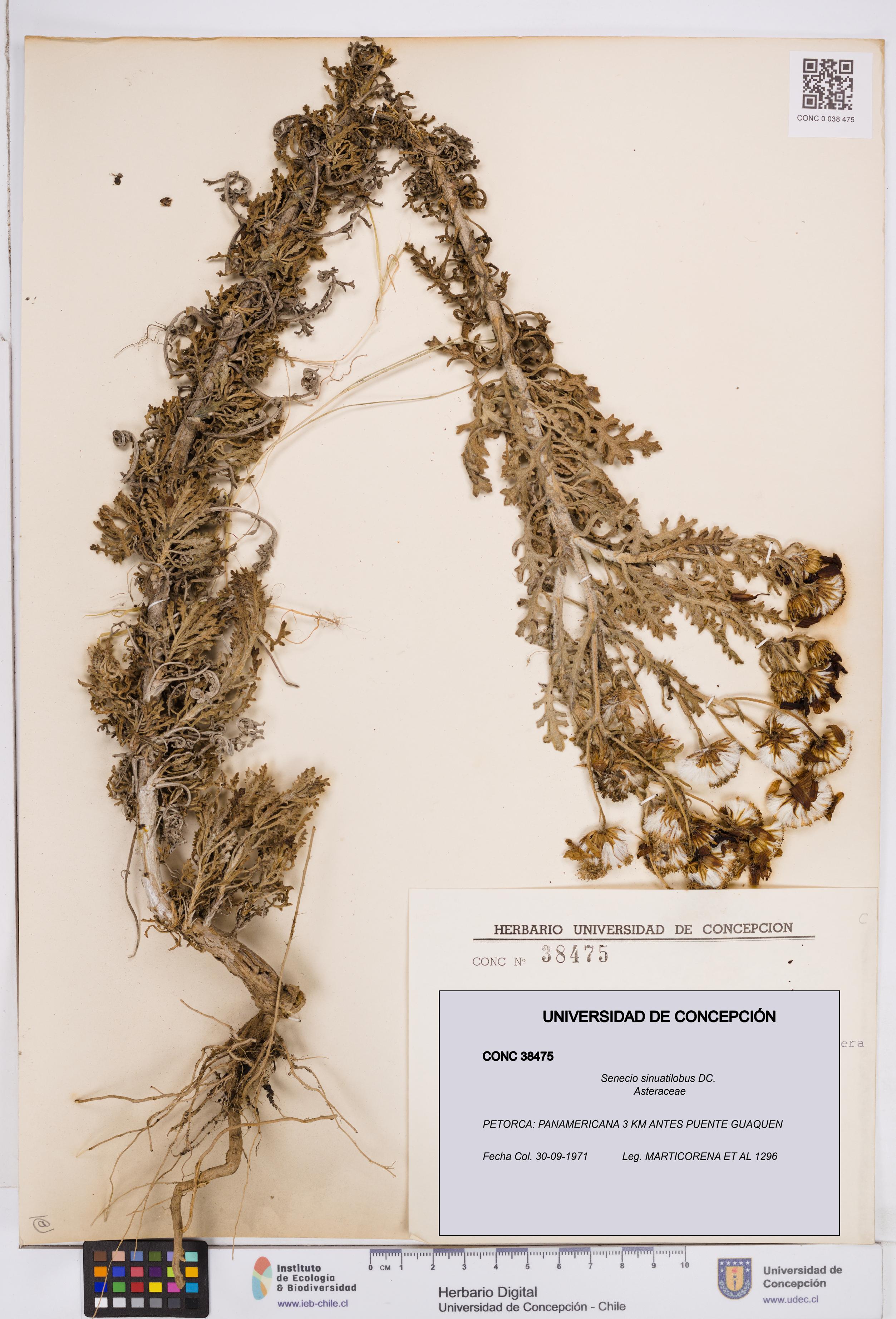 Senecio sinuatilobus [Espécimen: ]