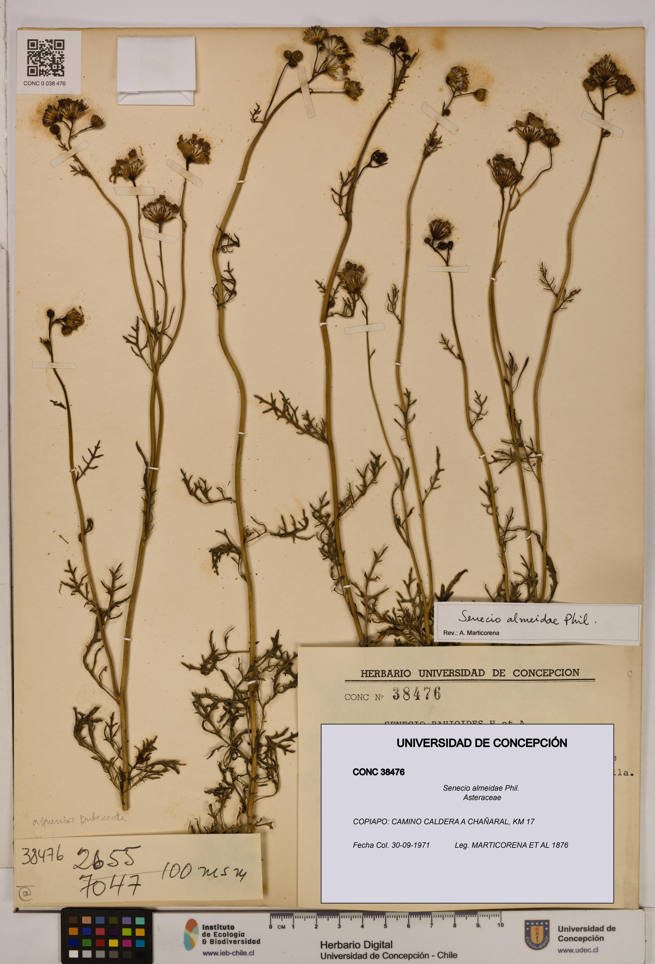 Senecio almeidae [Espécimen: UDEC:CONC:0038476]
