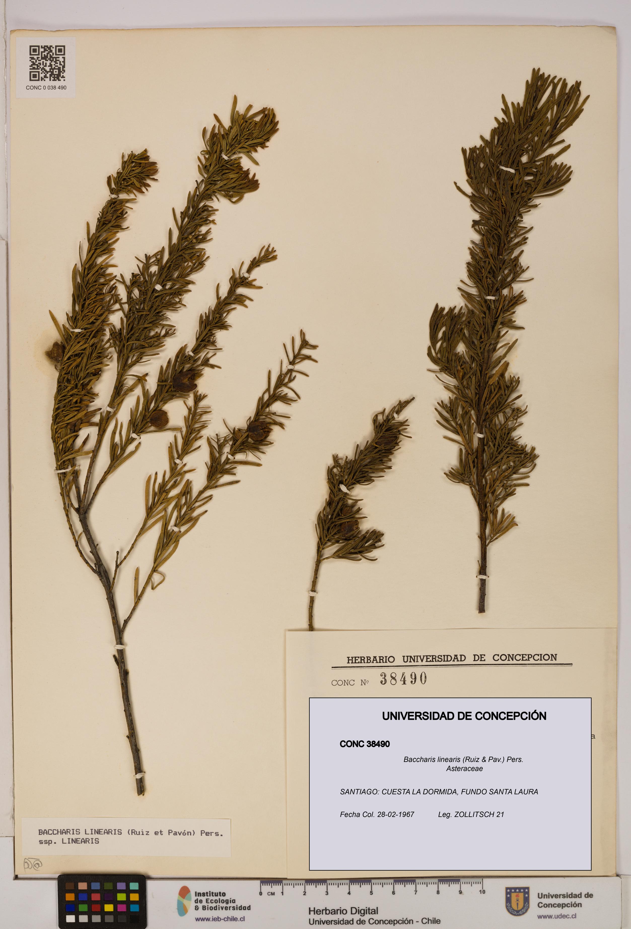 Baccharis linearis [Espécimen: UDEC:CONC:0038490]