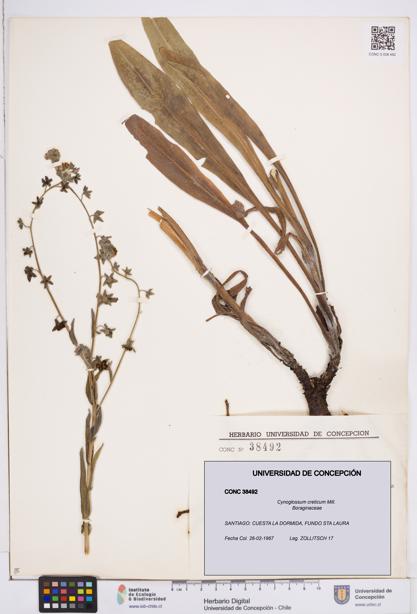 Cynoglossum creticum [Espécimen: ]