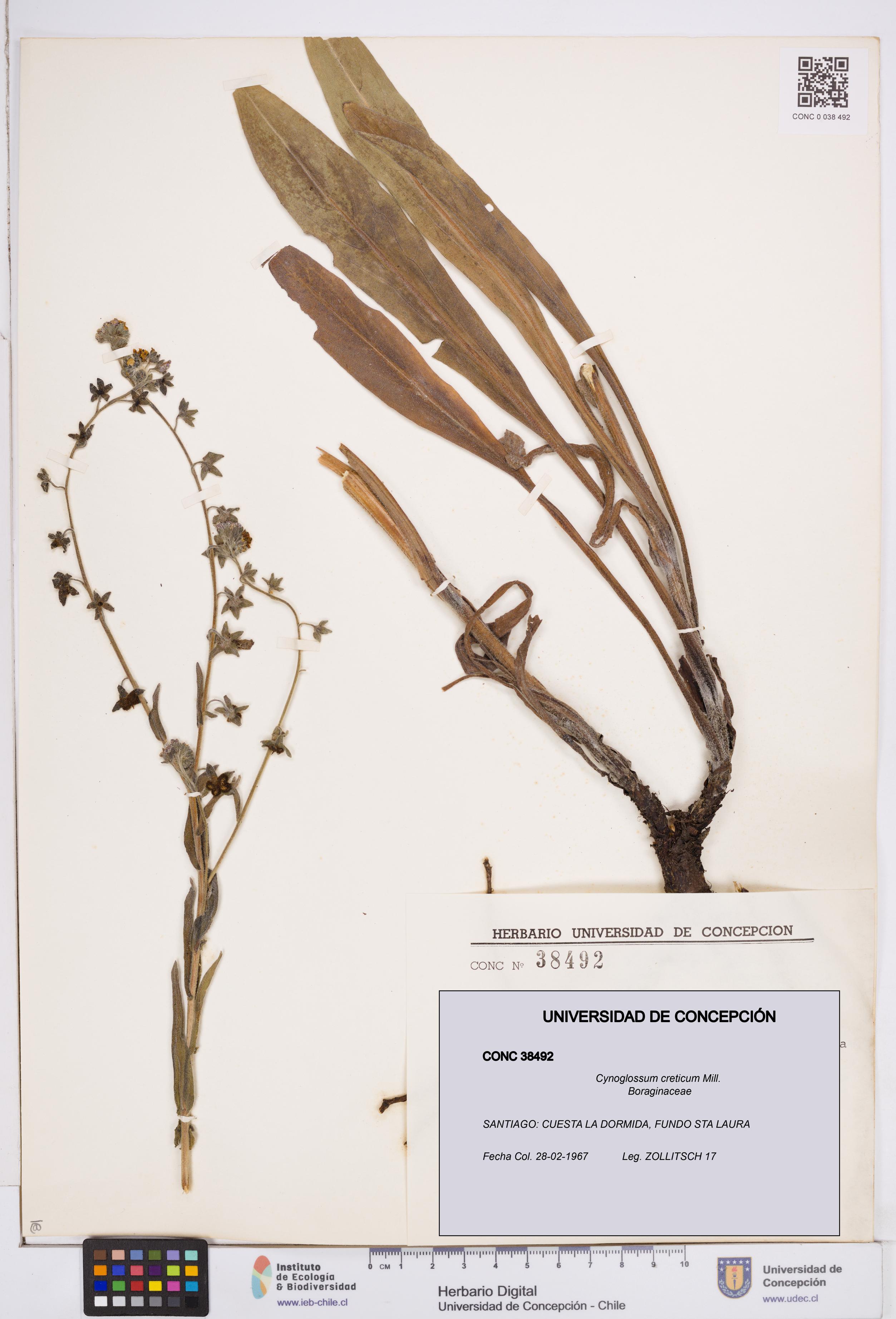 Cynoglossum creticum [Espécimen: ]