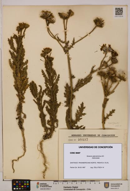 Senecio adenotrichius [Espécimen: UDEC:CONC:0038497]