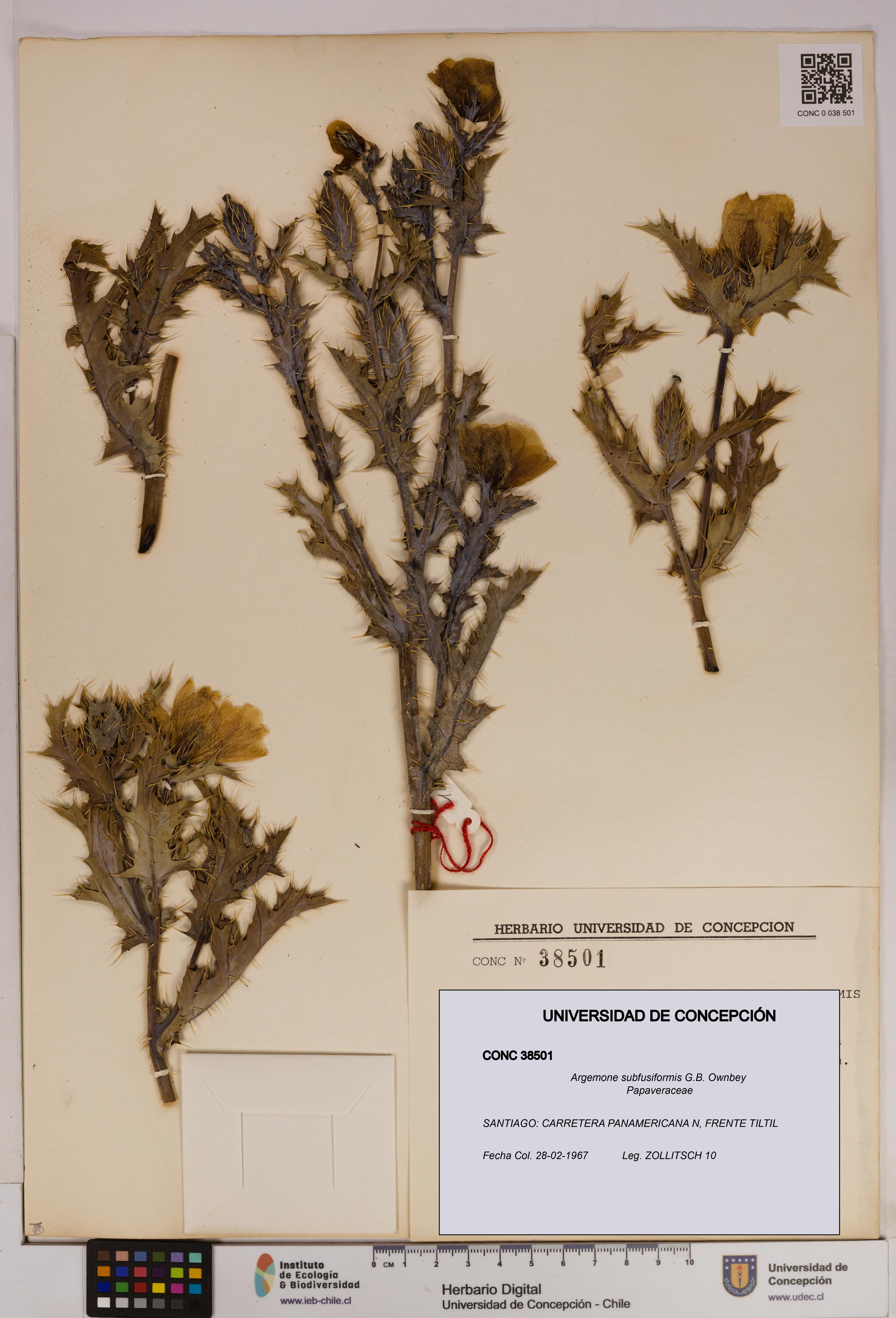 Argemone subfusiformis [Espécimen: UDEC:CONC:0038501]