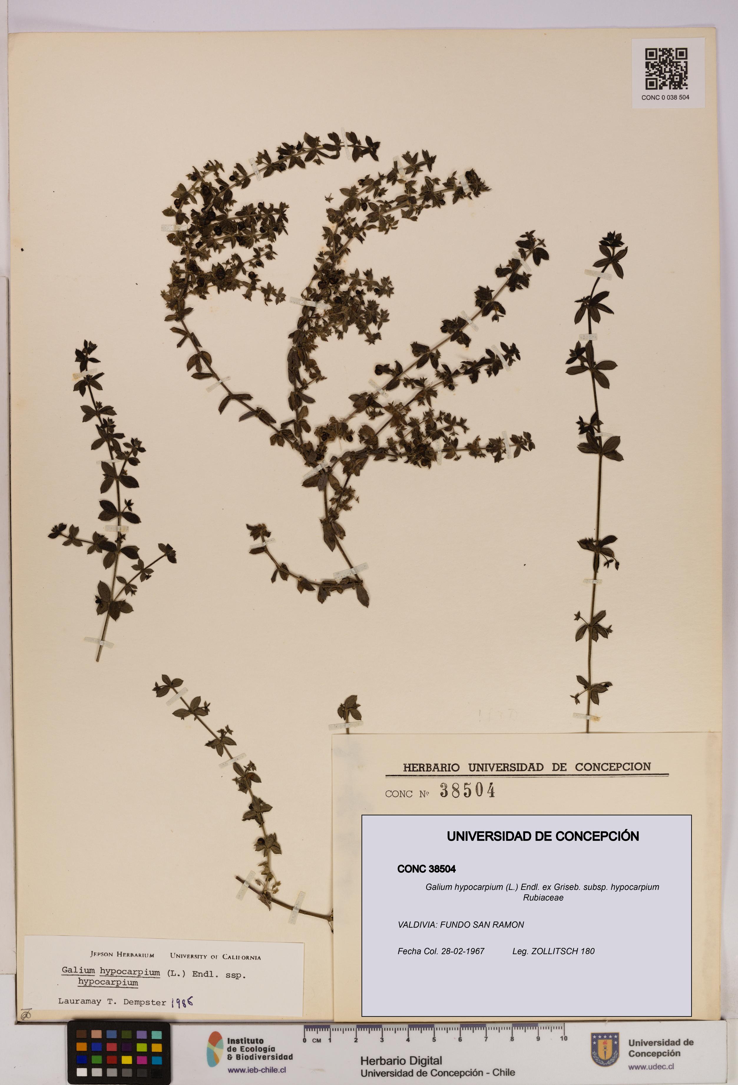 Galium hypocarpium subsp. hypocarpium [Espécimen: UDEC:CONC:0038504]