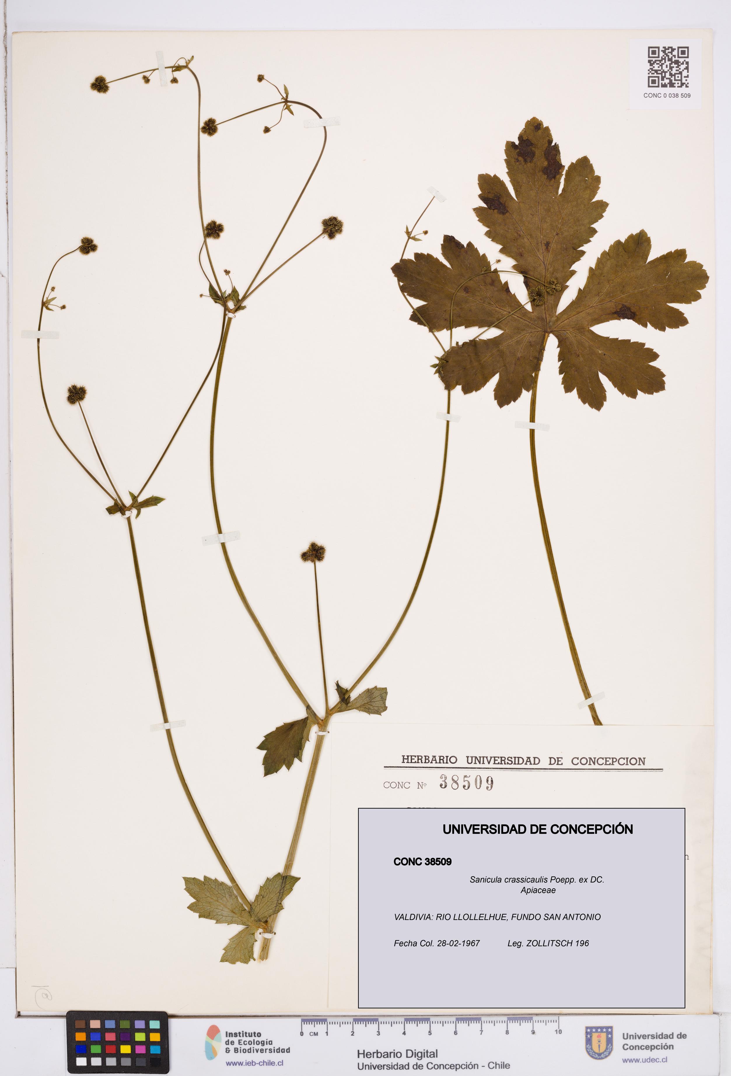 Sanicula crassicaulis [Espécimen: ]