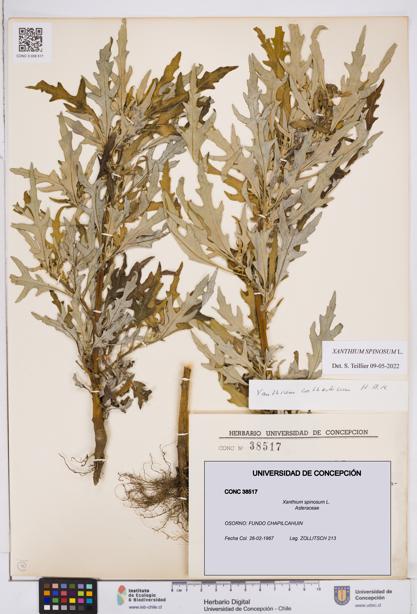 Xanthium spinosum [Espécimen: ]