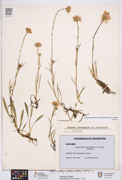 Symphyotrichum vahlii [Espécimen: ]