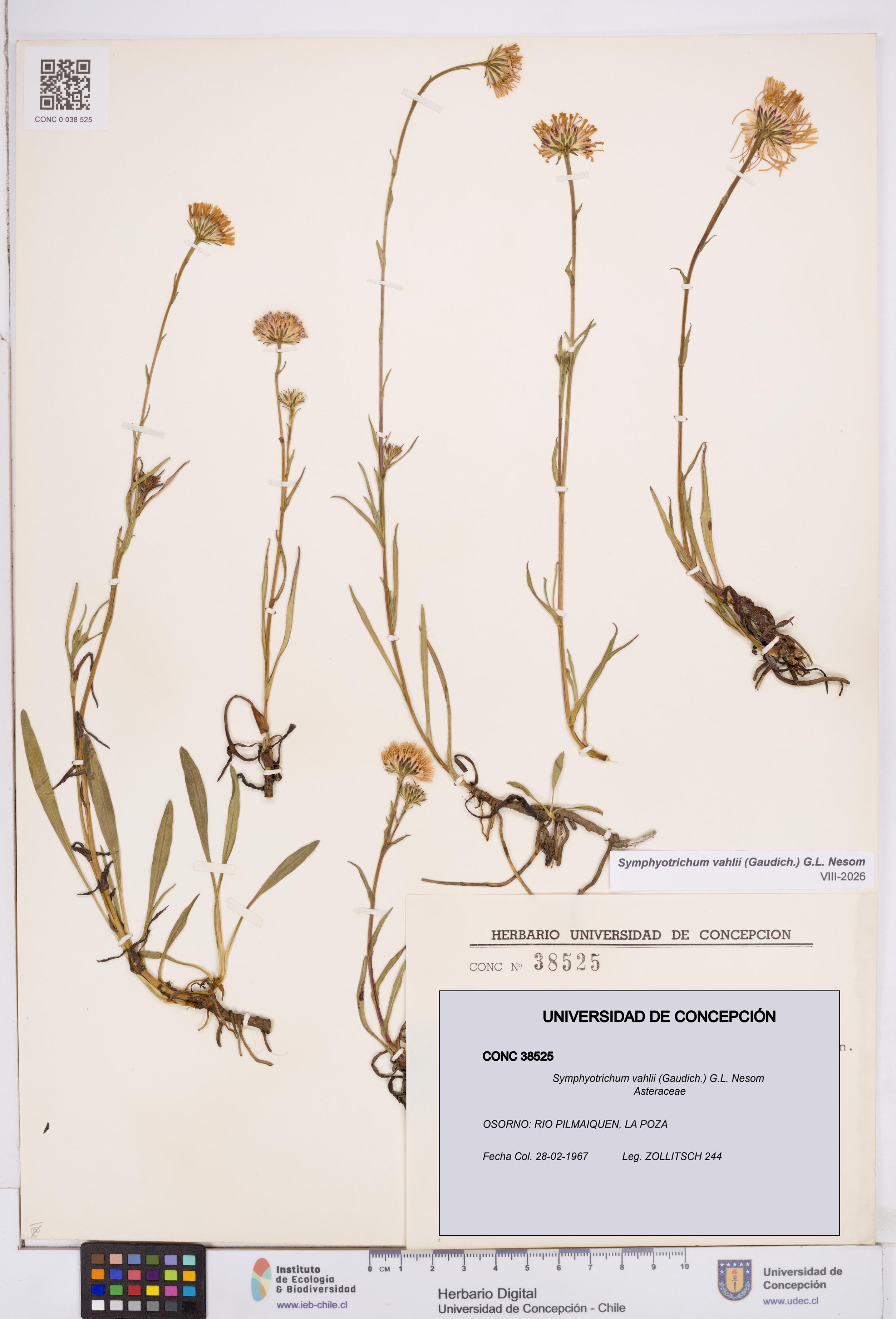 Symphyotrichum vahlii [Espécimen: ]