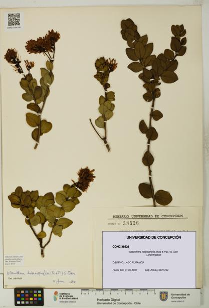 Notanthera heterophylla [Espécimen: UDEC:CONC:0038526]