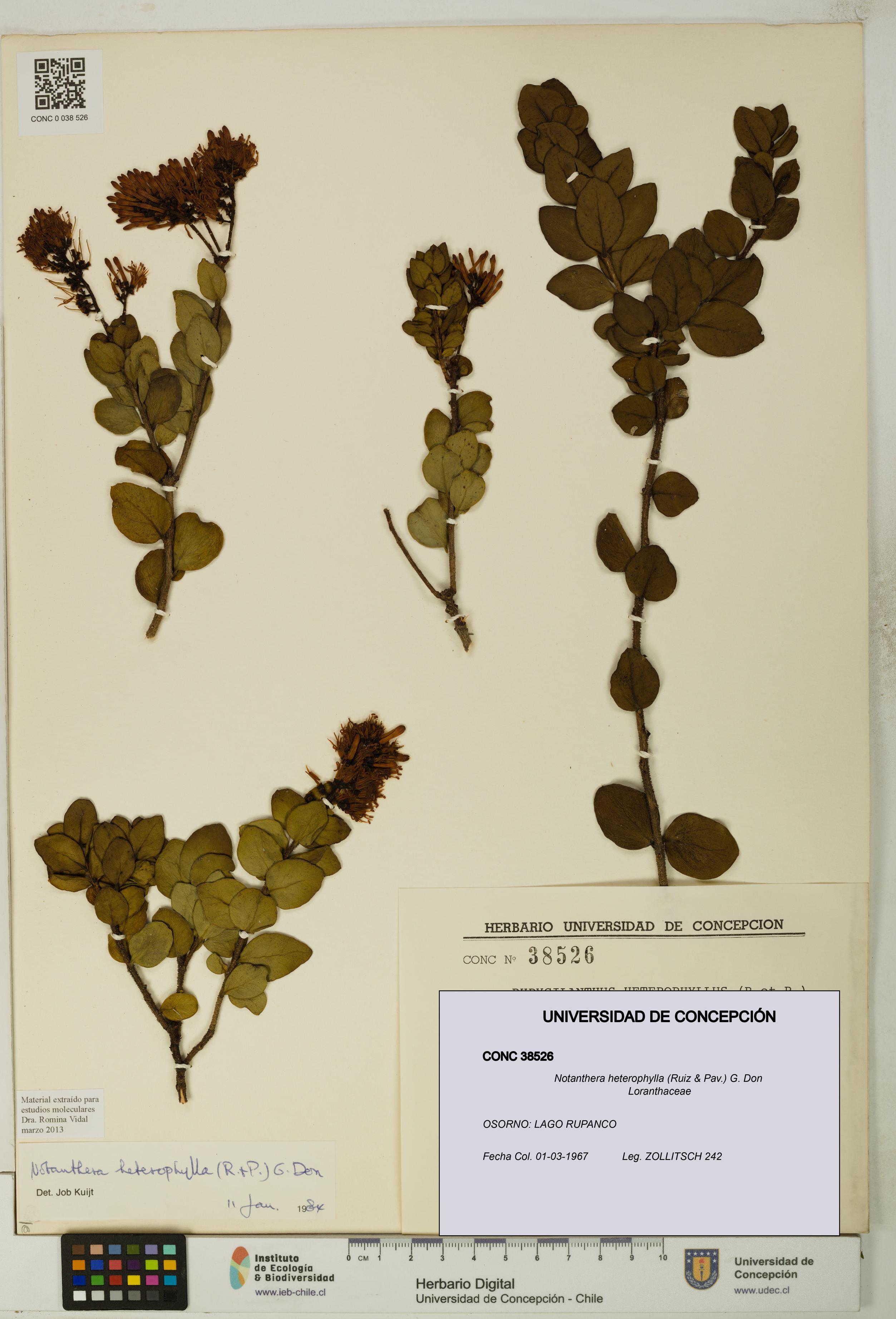 Notanthera heterophylla [Espécimen: UDEC:CONC:0038526]