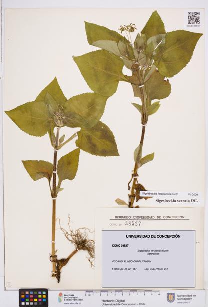 Sigesbeckia jorullensis [Espécimen: ]