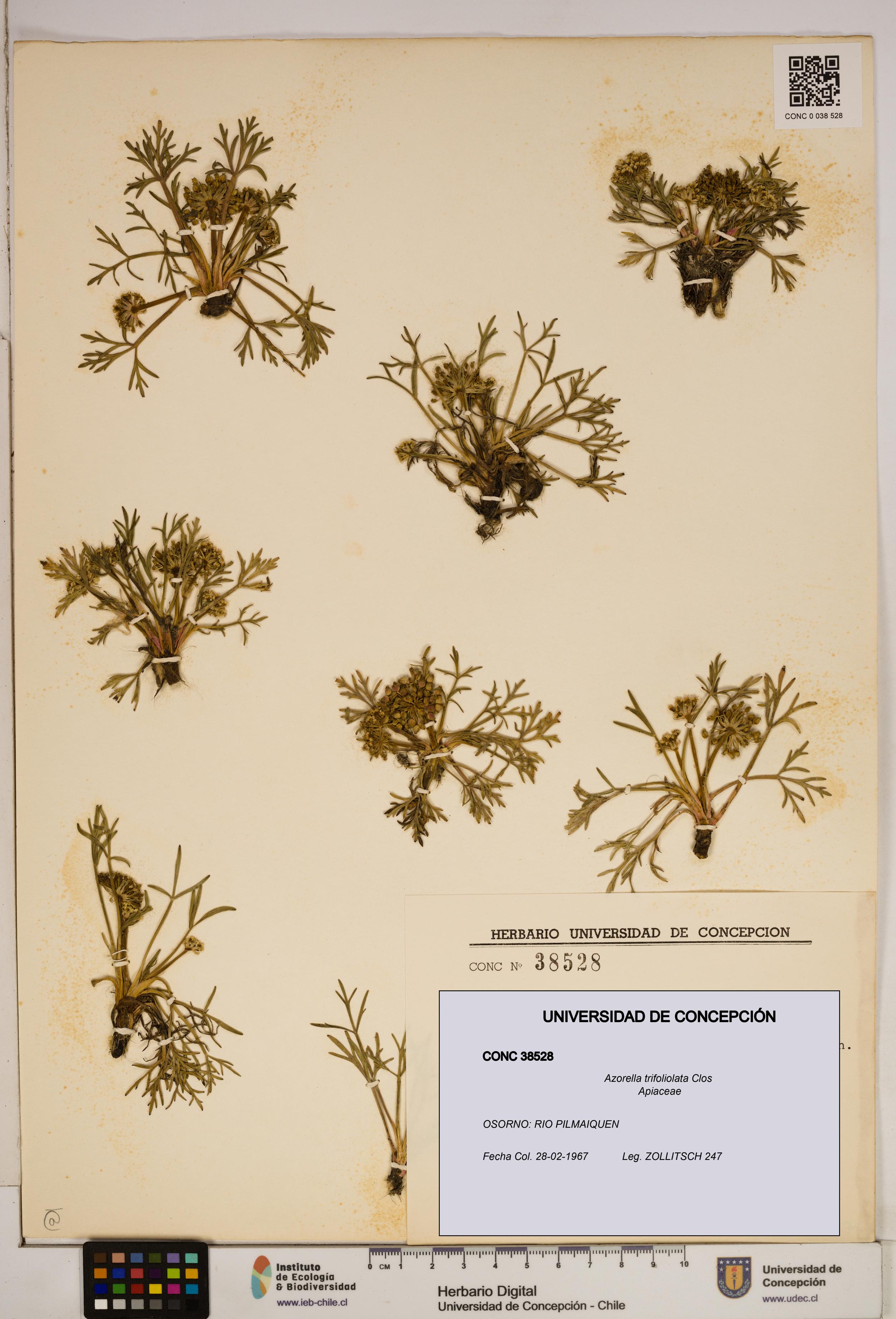 Azorella trifoliolata [Espécimen: ]