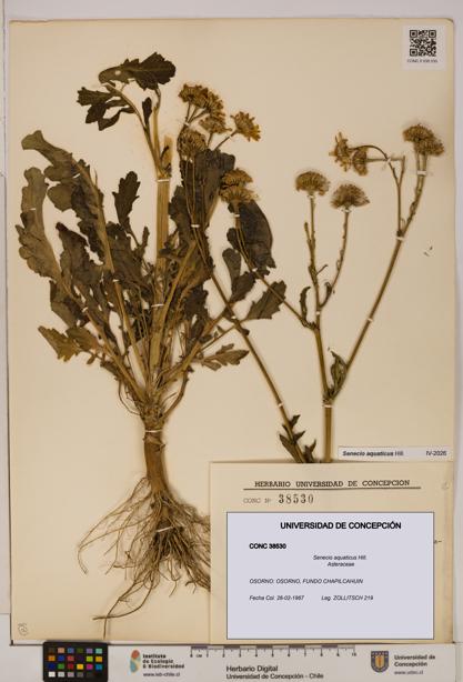 Senecio aquaticus [Espécimen: UDEC:CONC:0038530]