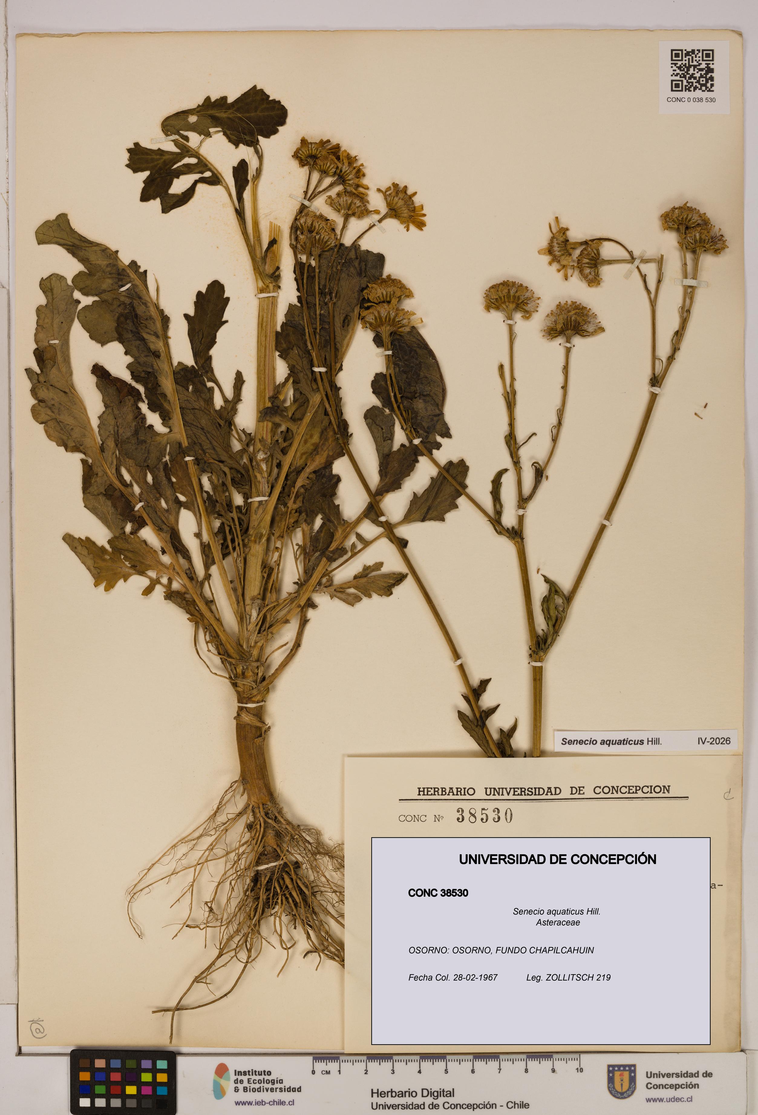 Senecio aquaticus [Espécimen: UDEC:CONC:0038530]