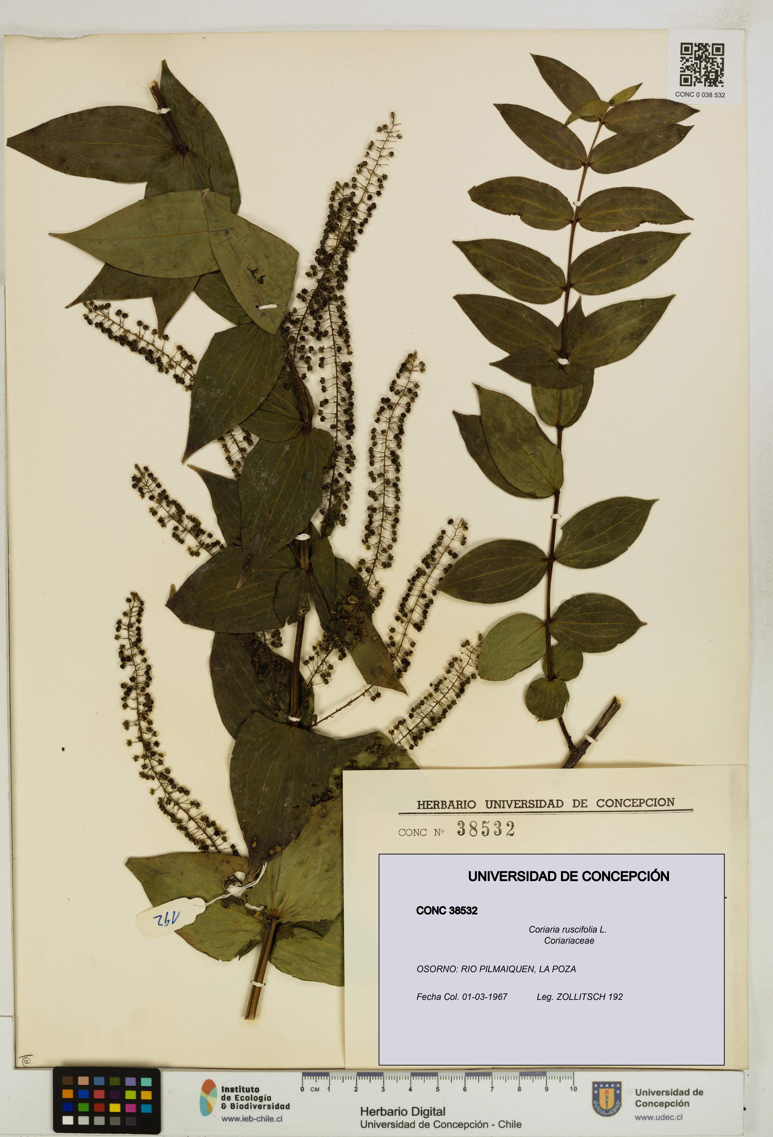 Coriaria ruscifolia [Espécimen: ]