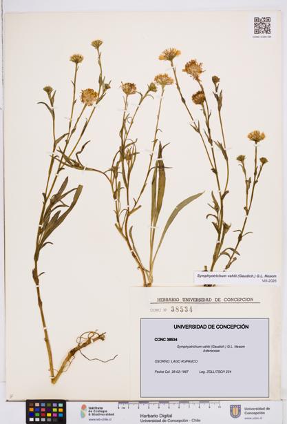 Symphyotrichum vahlii [Espécimen: ]