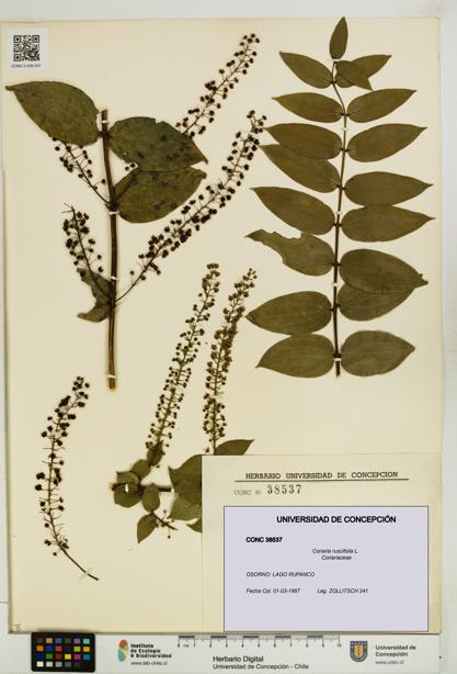 Coriaria ruscifolia [Espécimen: ]