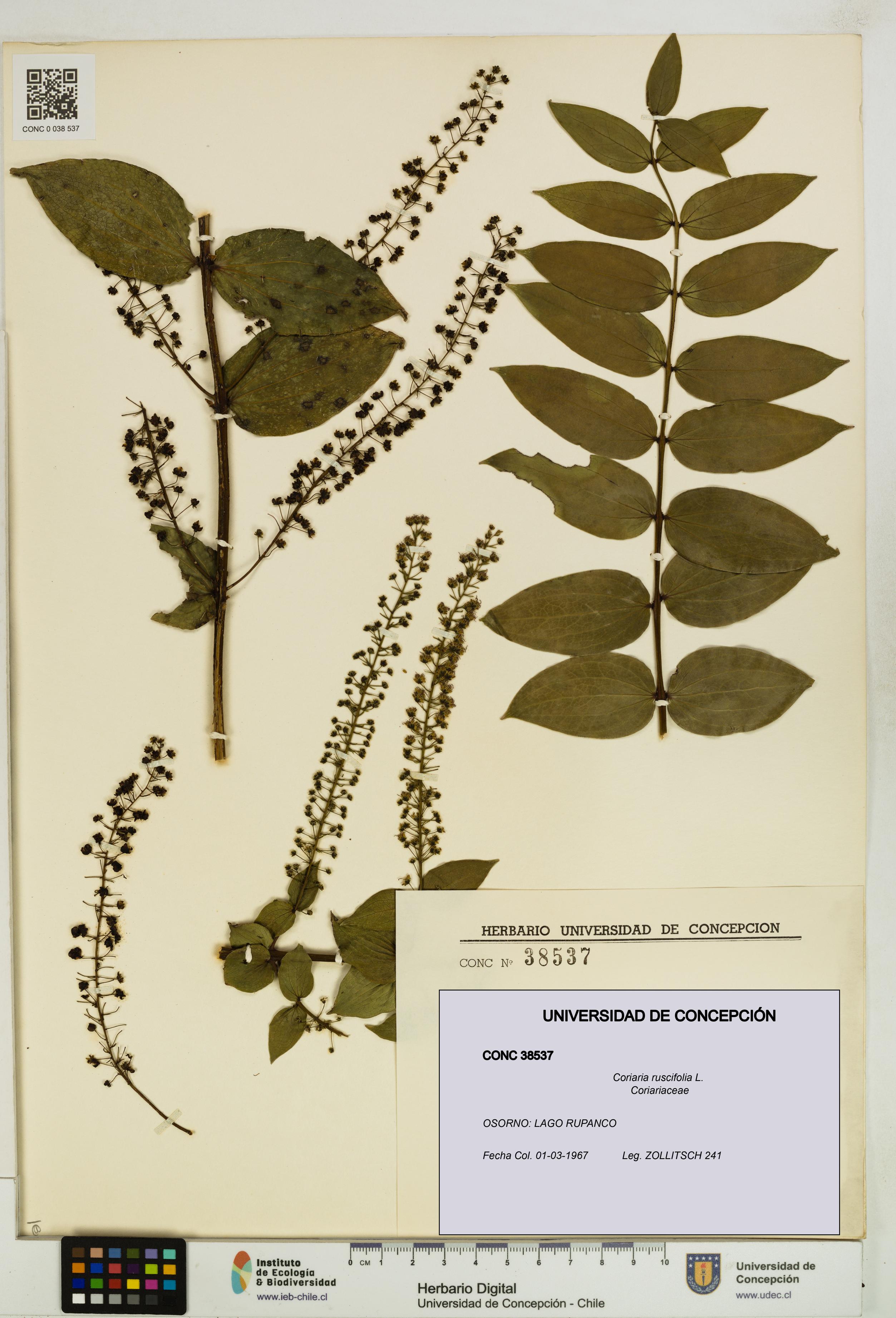 Coriaria ruscifolia [Espécimen: ]