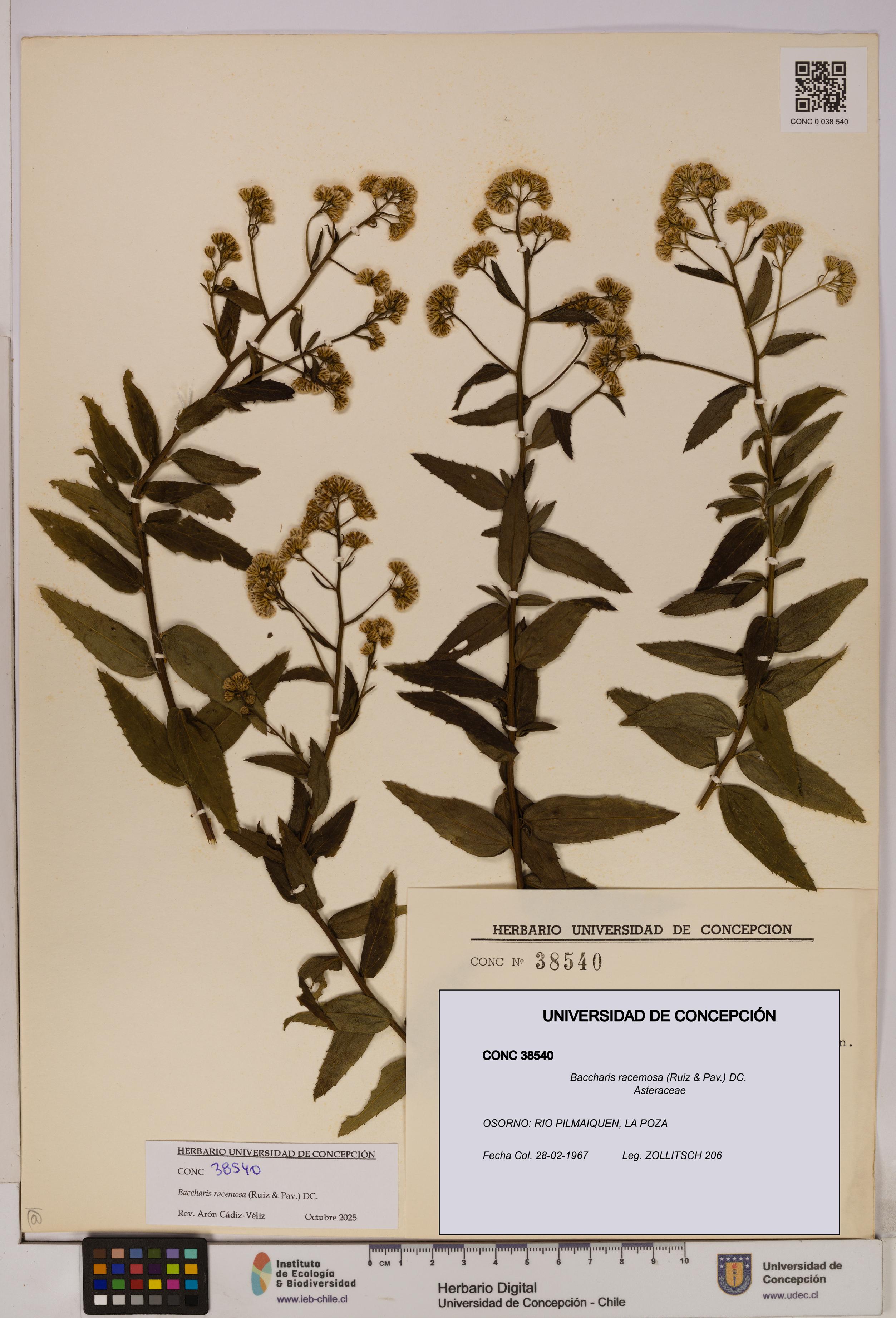 Baccharis racemosa [Espécimen: UDEC:CONC:0038540]