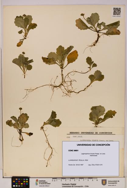 Lagenophora hirsuta [Espécimen: ]