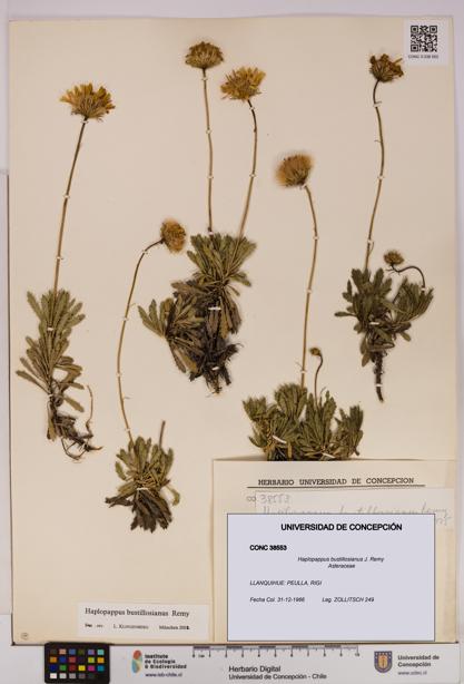 Haplopappus bustillosianus [Espécimen: UDEC:CONC:0038553]