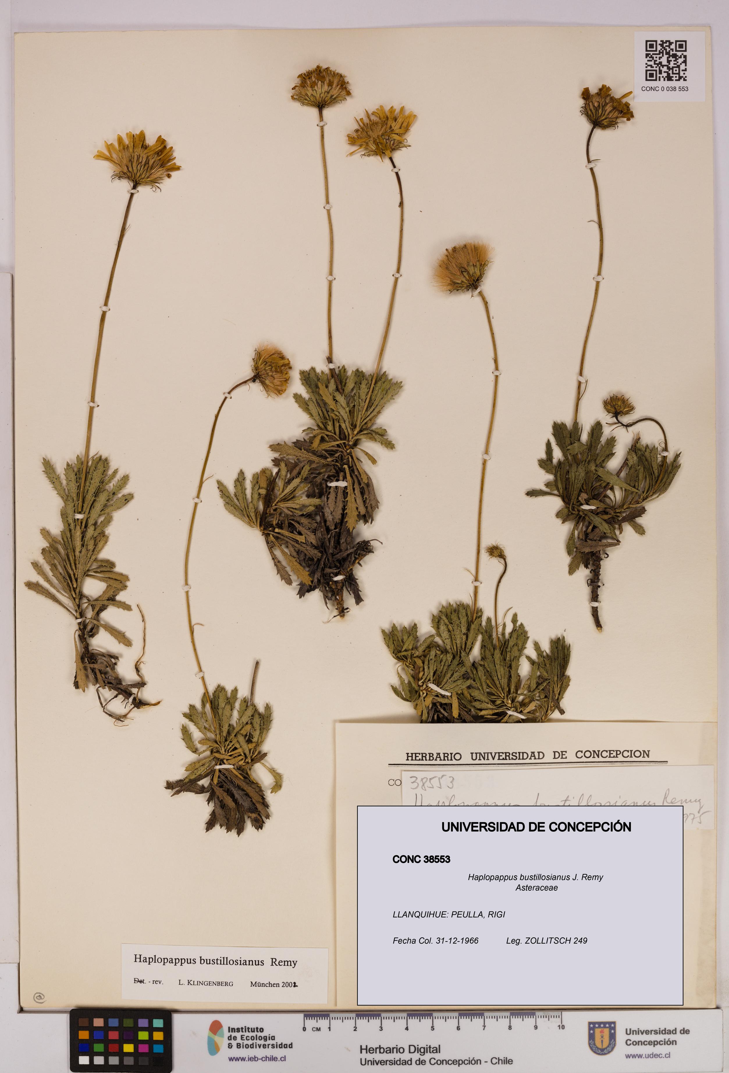 Haplopappus bustillosianus [Espécimen: UDEC:CONC:0038553]