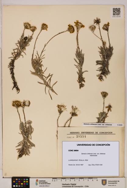 Senecio chilensis var. chilensis [Espécimen: UDEC:CONC:0038554]