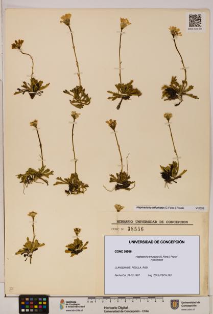 Haplosticha trifurcata [Espécimen: UDEC:CONC:0038556]