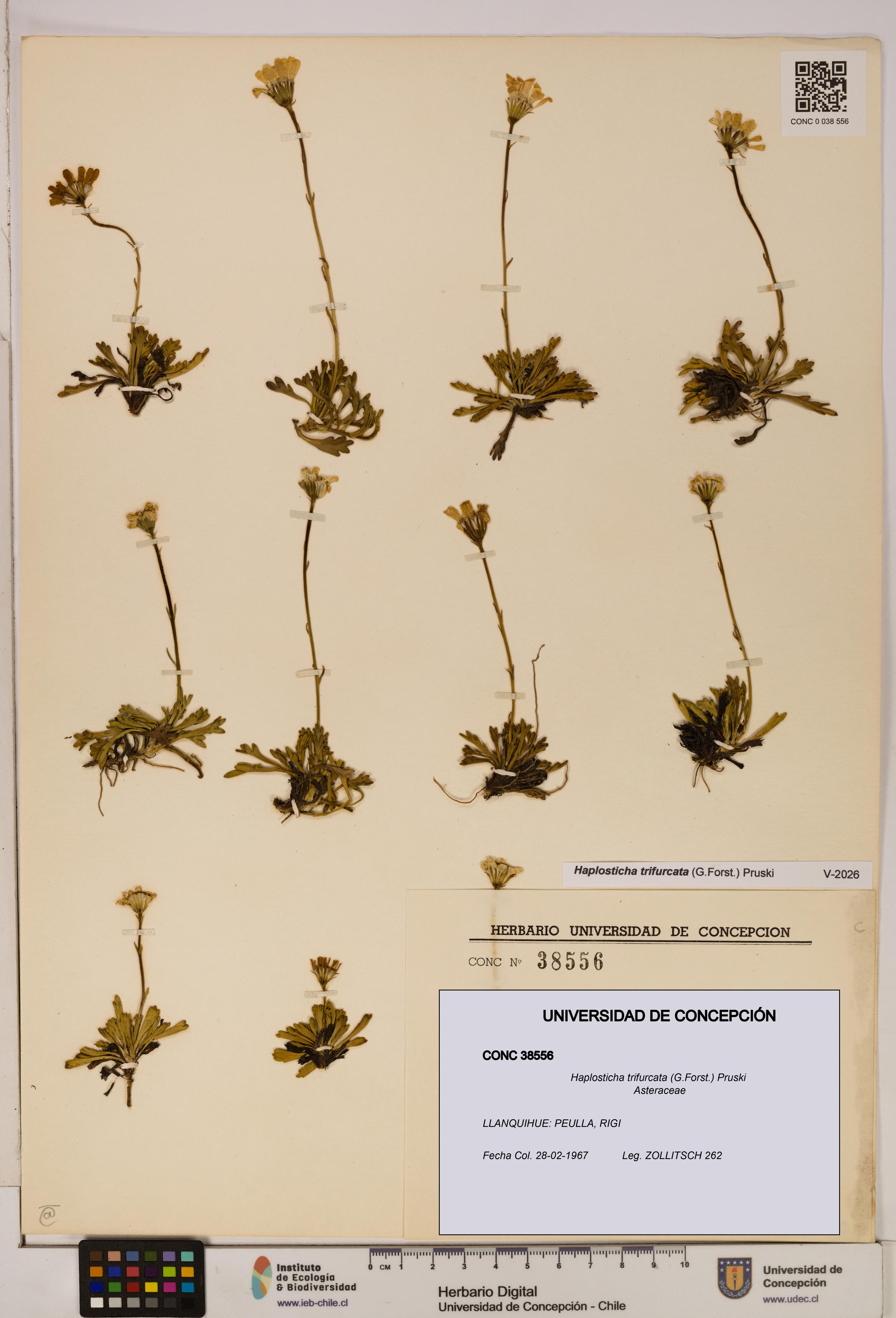 Haplosticha trifurcata [Espécimen: UDEC:CONC:0038556]