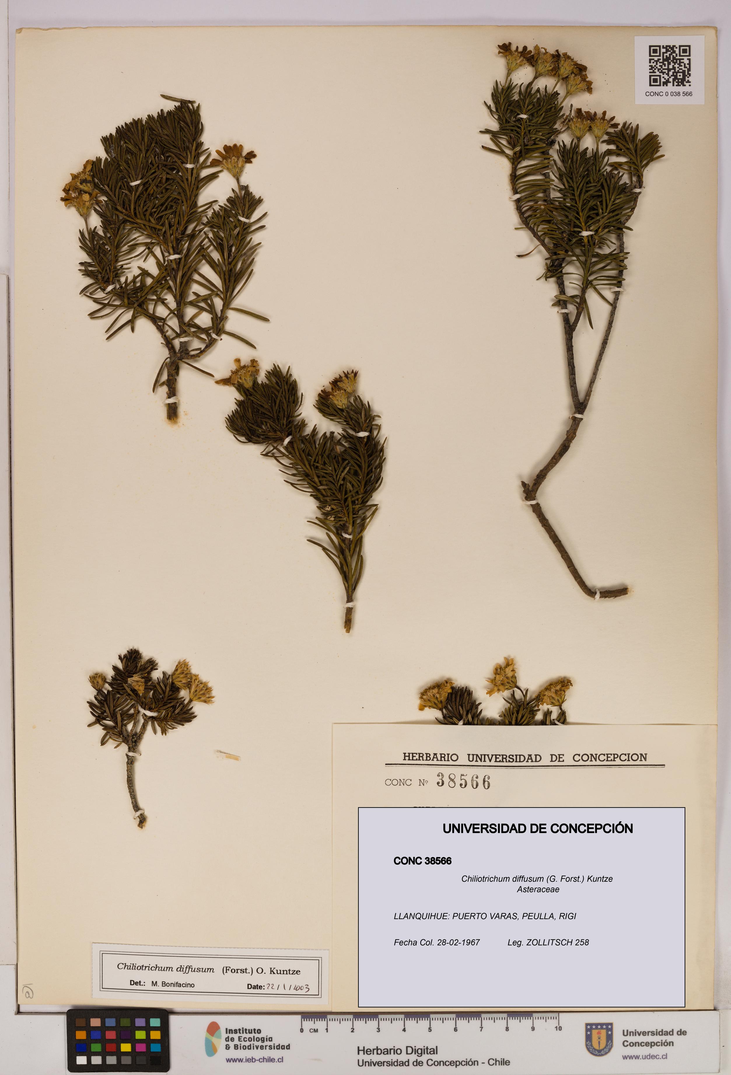 Chiliotrichum diffusum [Espécimen: UDEC:CONC:0038566]
