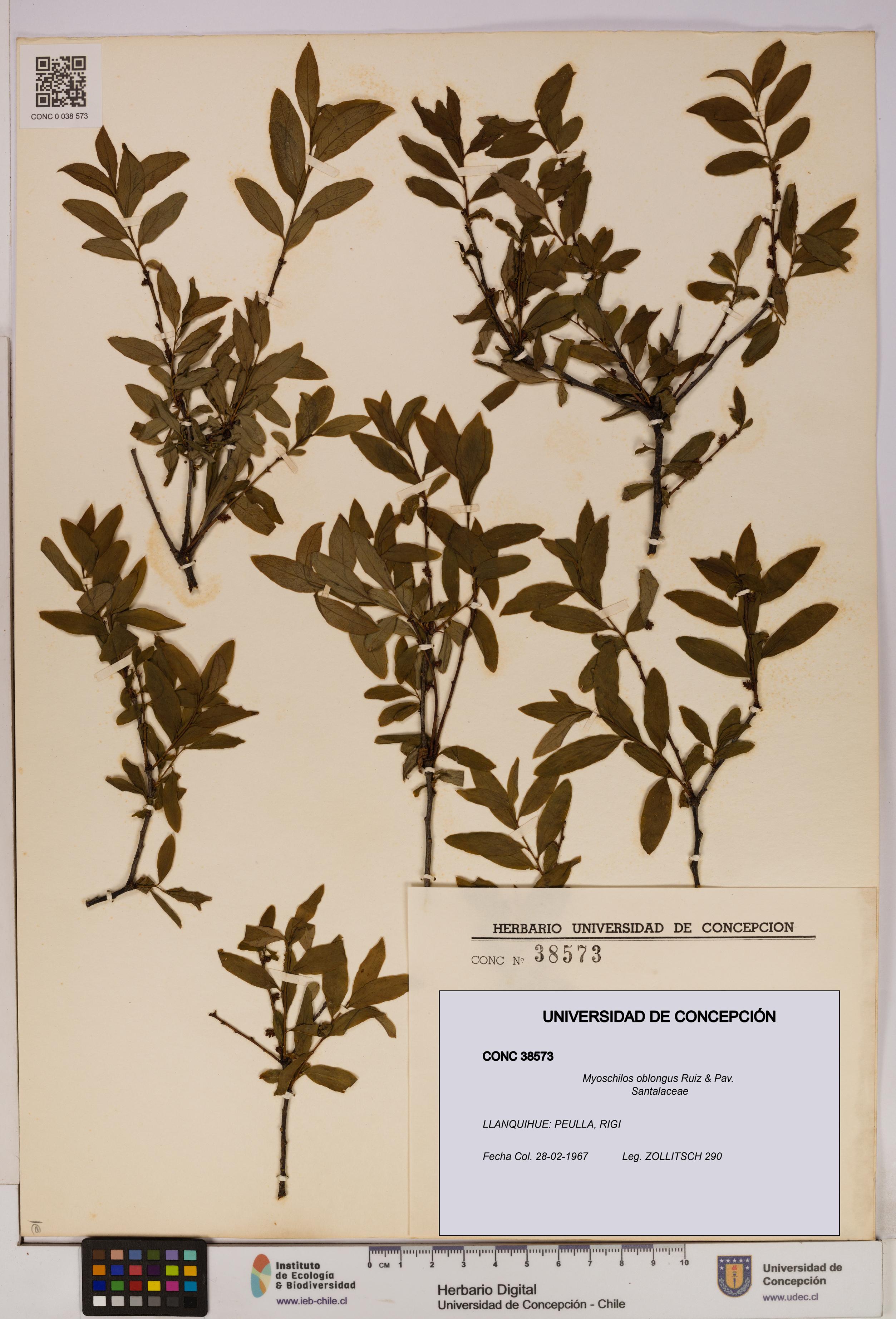 Myoschilos oblongus [Espécimen: UDEC:CONC:0038573]