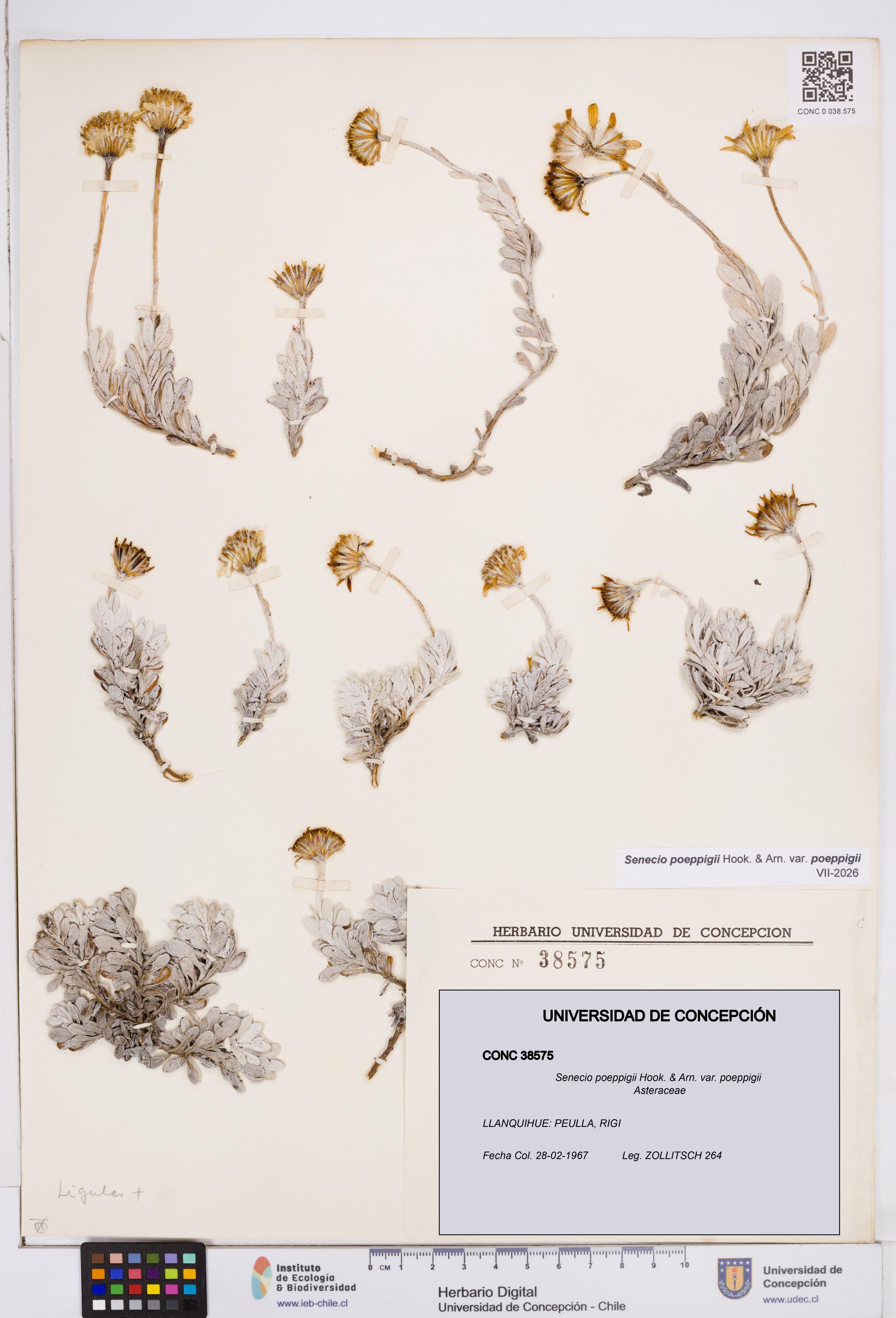Senecio poeppigii var. poeppigii [Espécimen: ]