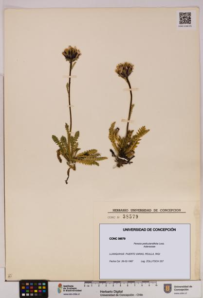 Perezia pedicularidifolia [Espécimen: UDEC:CONC:0038579]