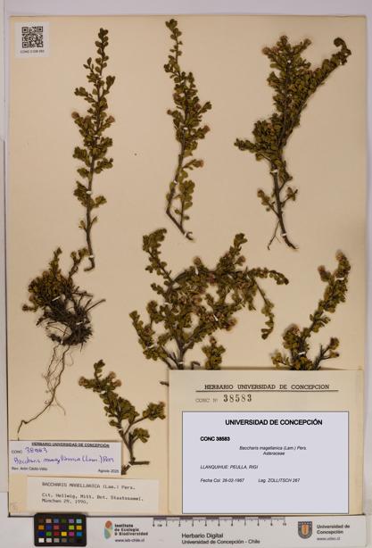 Baccharis magellanica [Espécimen: UDEC:CONC:0038583]