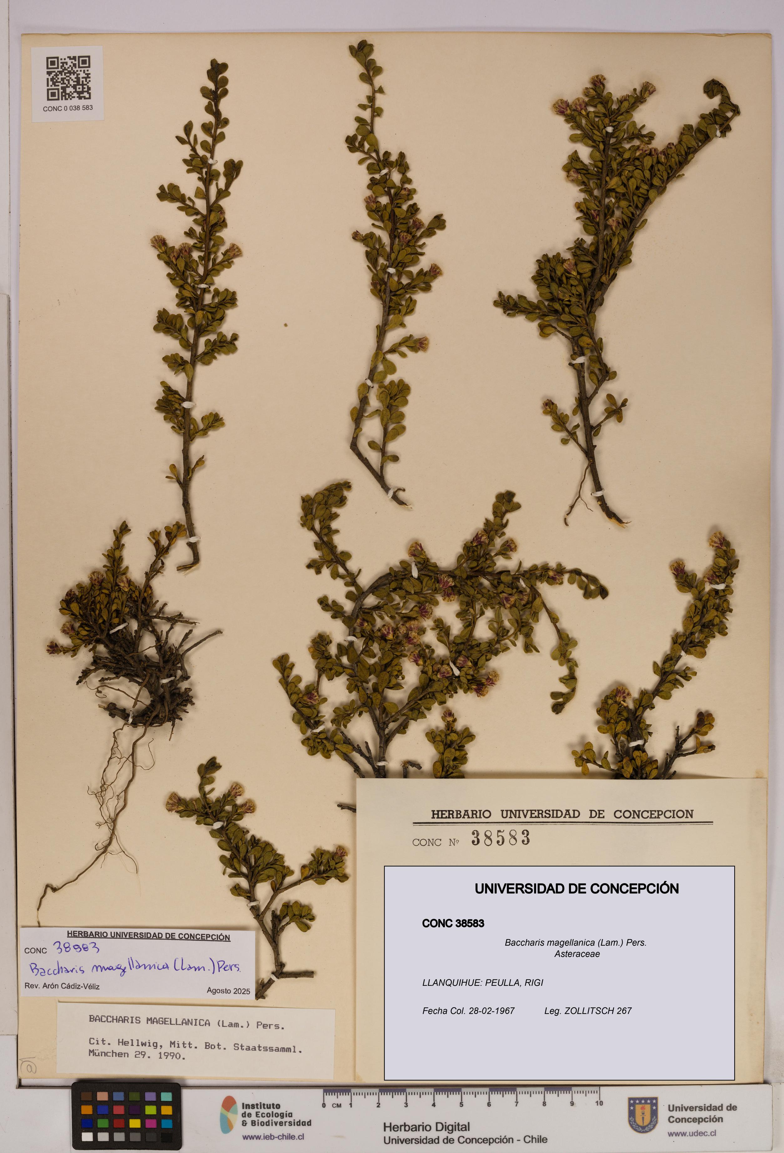 Baccharis magellanica [Espécimen: UDEC:CONC:0038583]