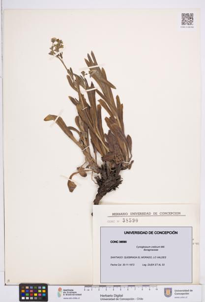 Cynoglossum creticum [Espécimen: ]