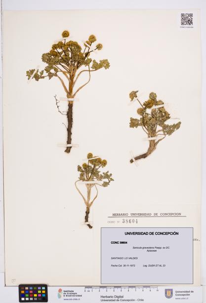 Sanicula graveolens [Espécimen: ]