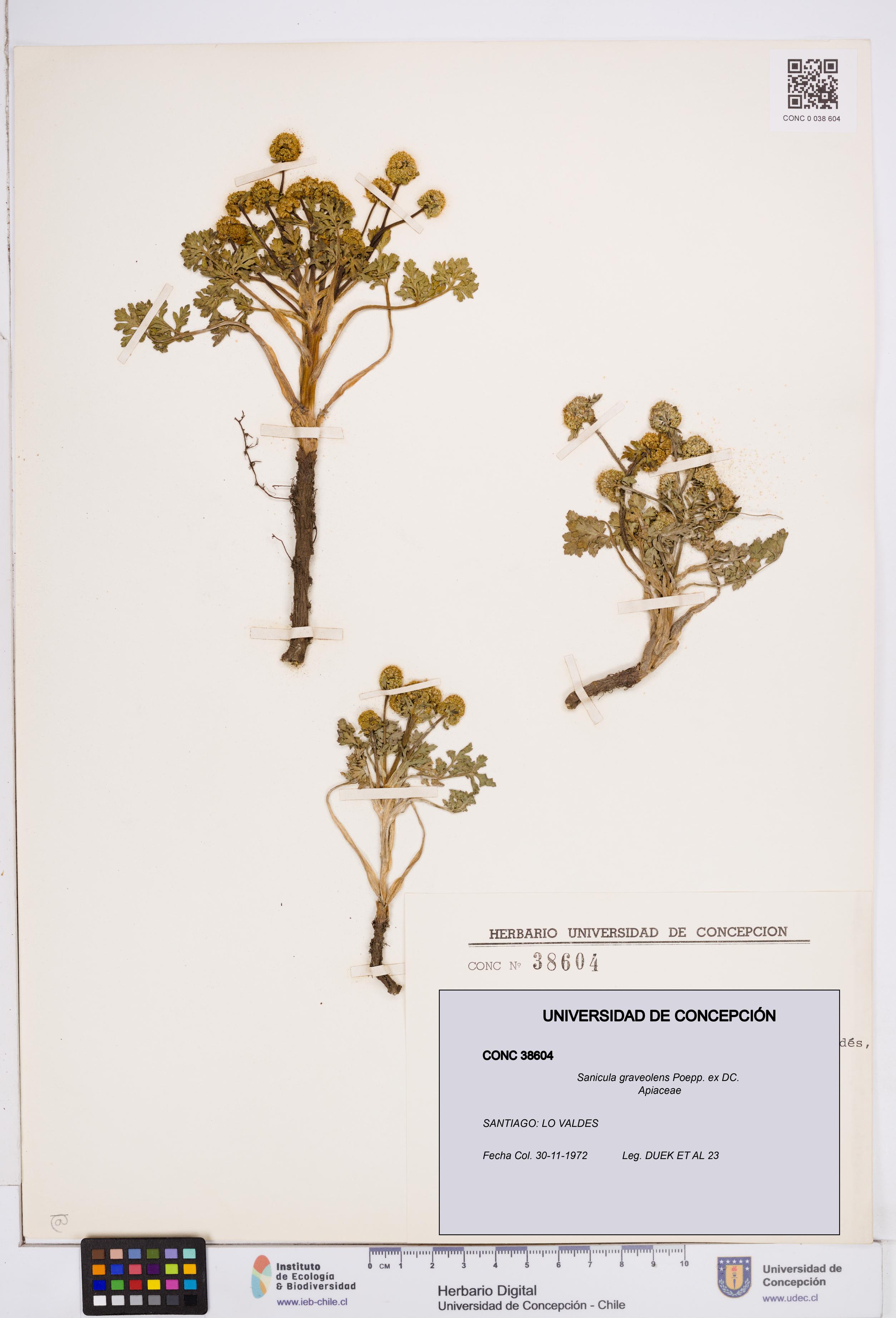 Sanicula graveolens [Espécimen: ]