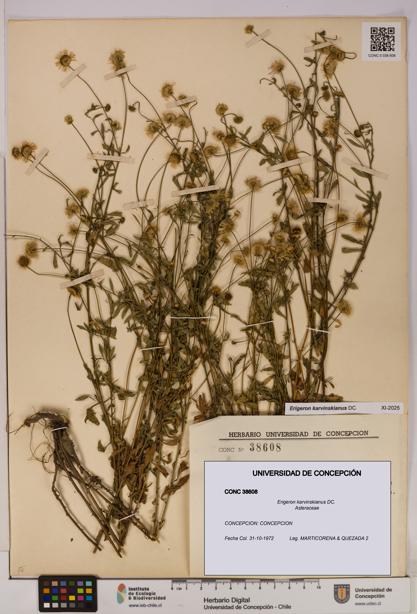 Erigeron karvinskianus [Espécimen: UDEC:CONC:0038608]