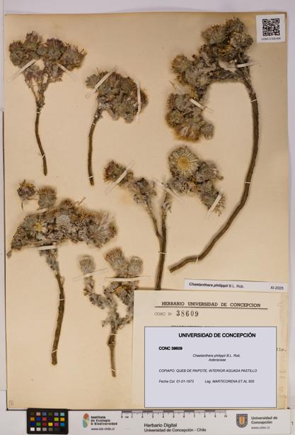 Chaetanthera philippii [Espécimen: UDEC:CONC:0038609]