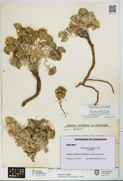Chaetanthera philippii [Espécimen: UDEC:CONC:0038617]