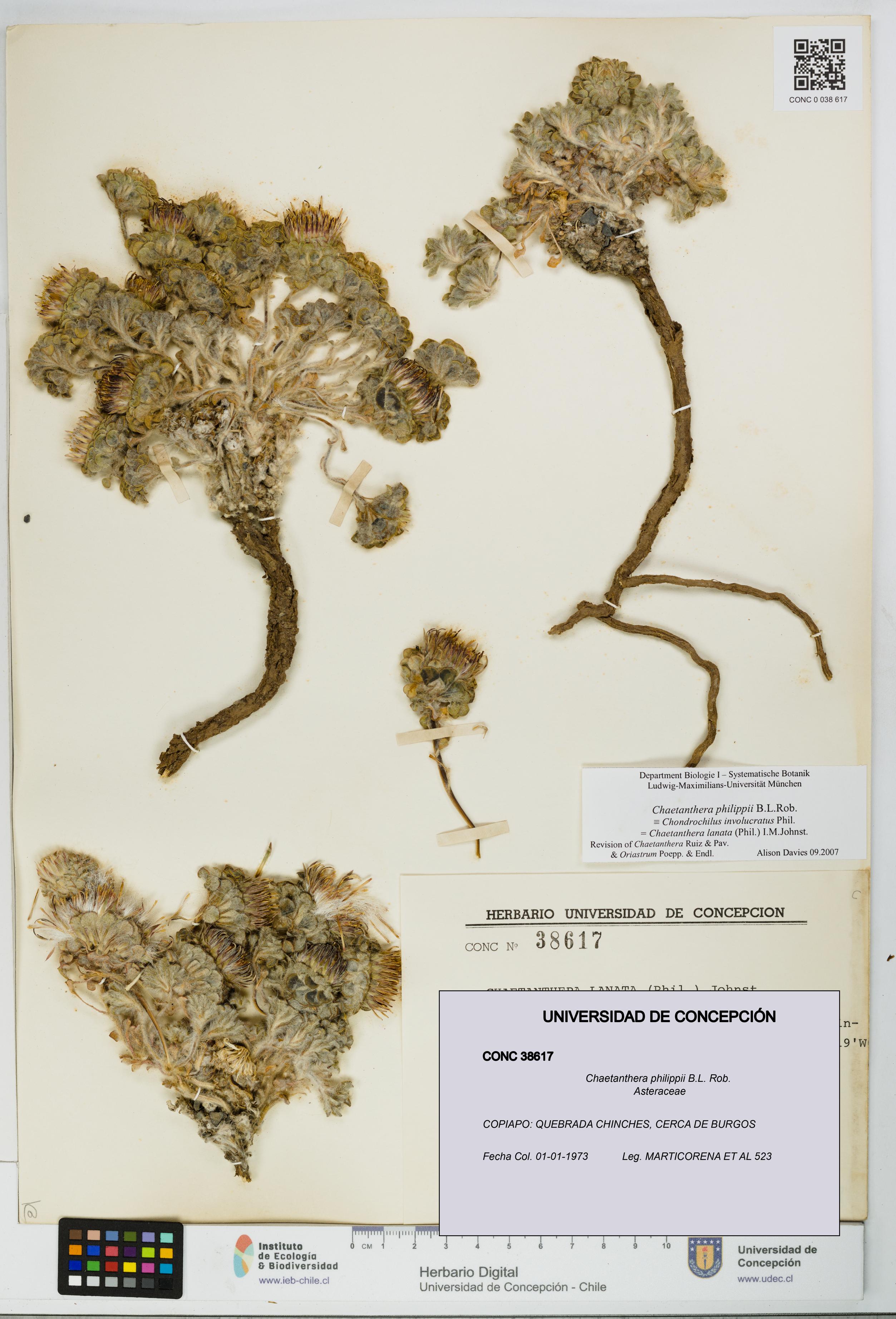 Chaetanthera philippii [Espécimen: UDEC:CONC:0038617]