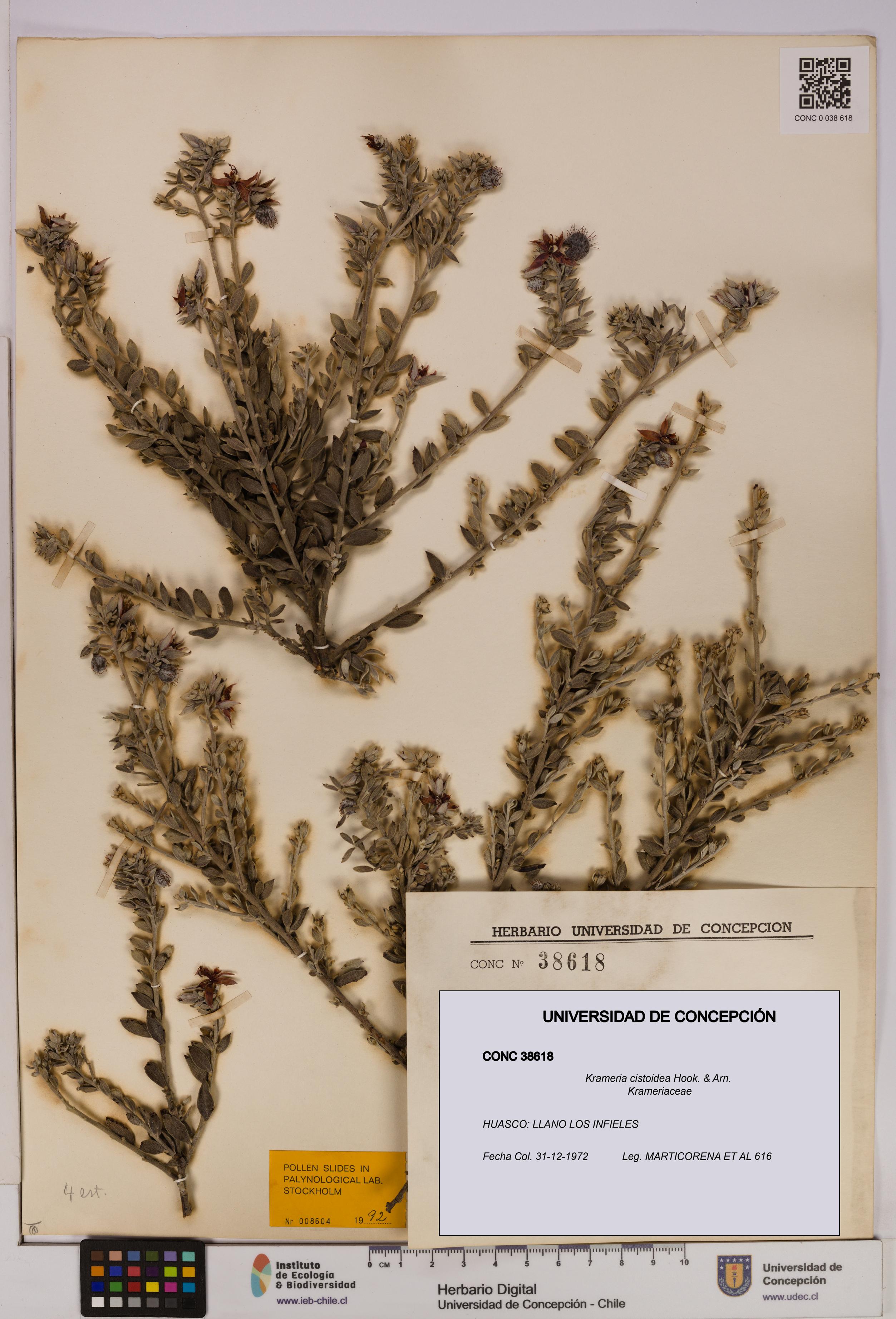 Krameria cistoidea [Espécimen: UDEC:CONC:0038618]