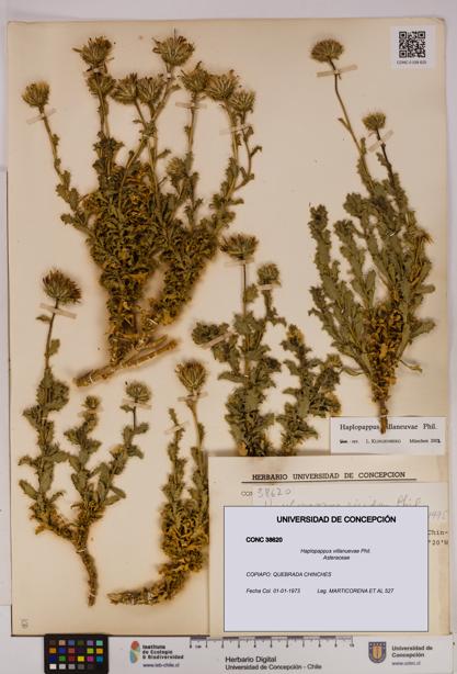 Haplopappus villanuevae [Espécimen: UDEC:CONC:0038620]