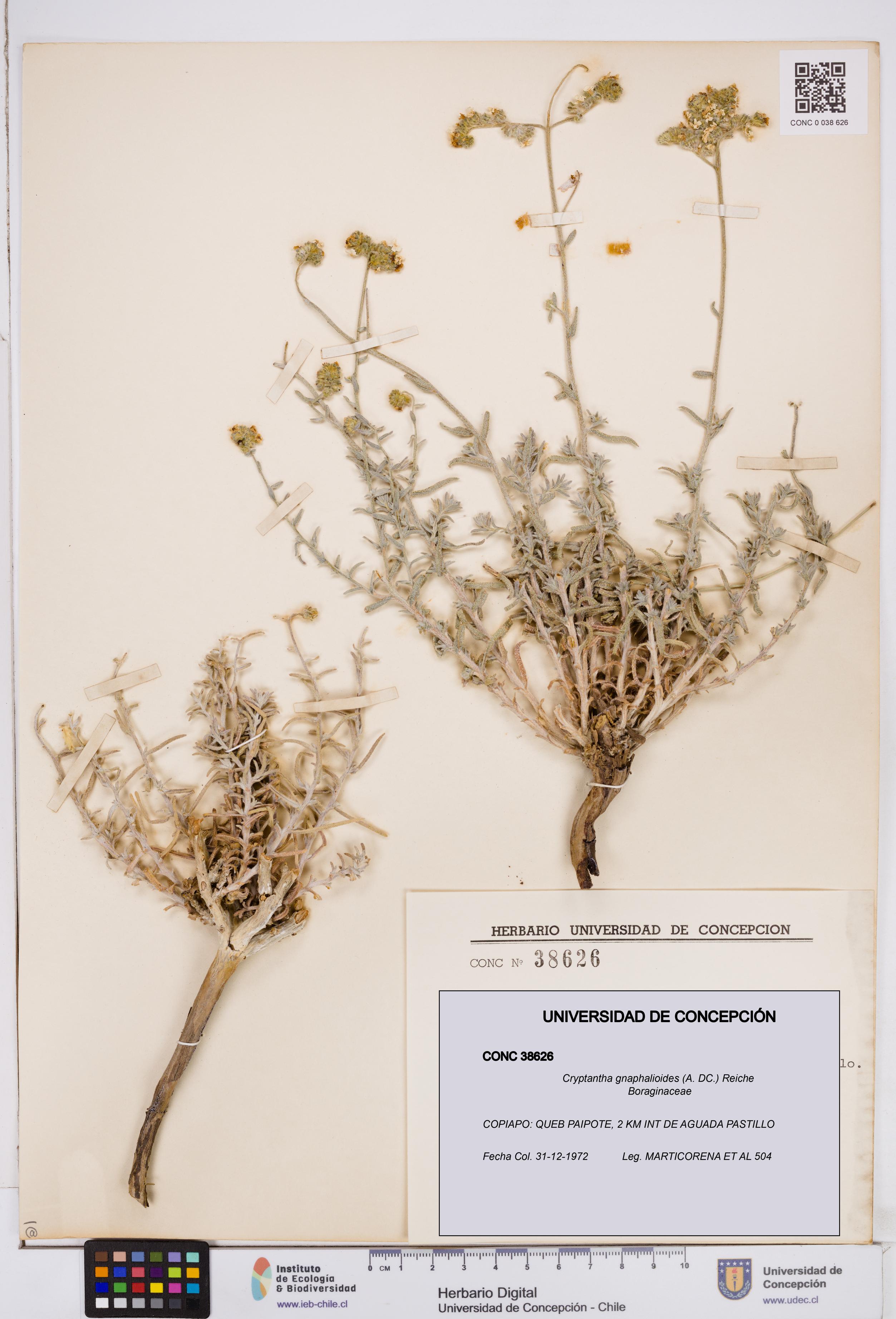 Cryptantha gnaphalioides [Espécimen: ]