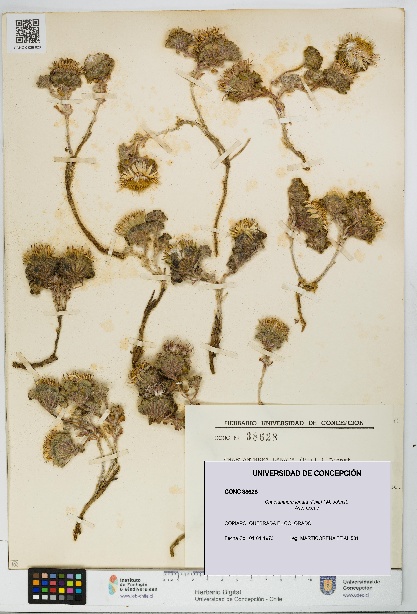 Chaetanthera lanata [Espécimen: UDEC:CONC:0038628]